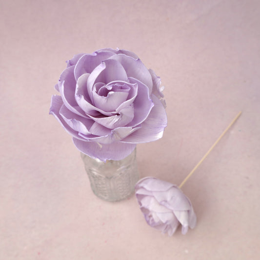 Rosa Chinensis Purple