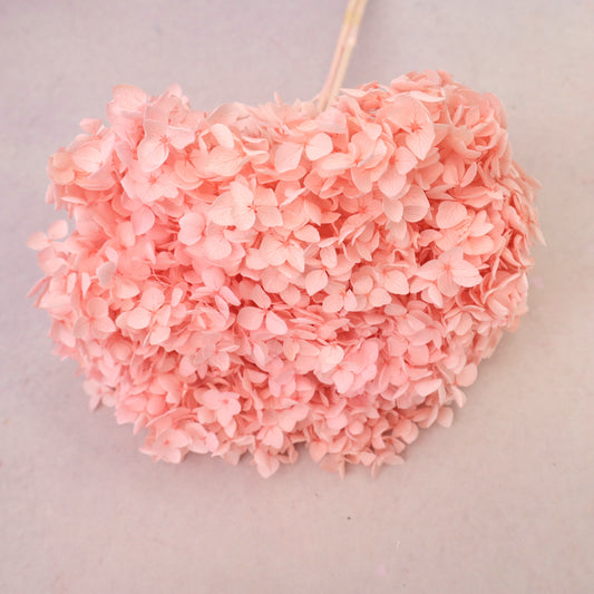 Annabelle Hydrangea Bright Coral Pink