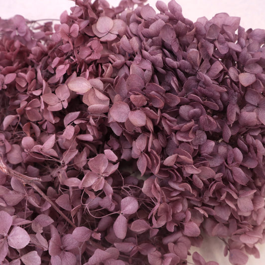 Annabelle Hydrangea 100g Grape