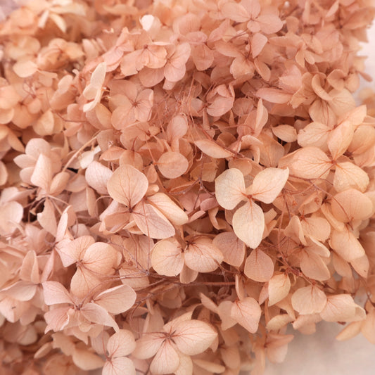Annabelle Hydrangea 100g Dusty Pink