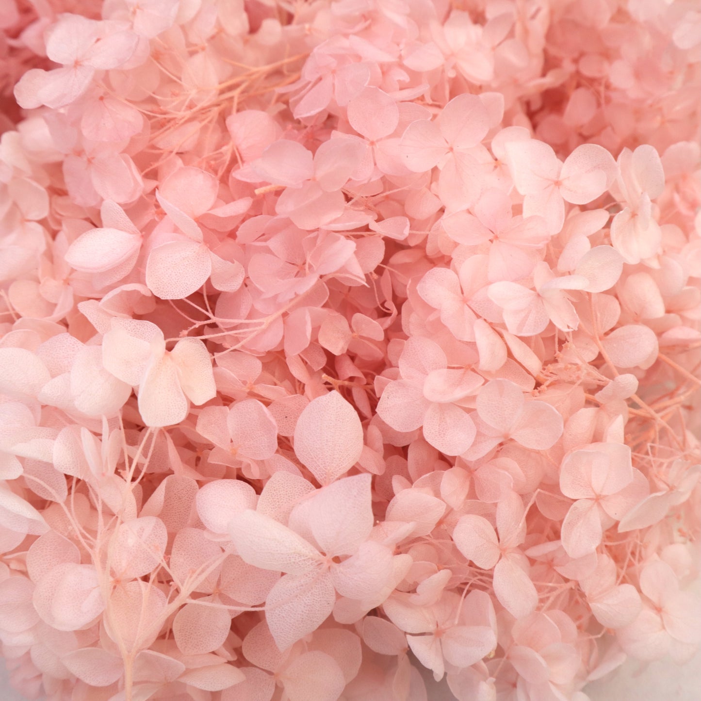 Annabelle Hydrangea 100g Box Light Pink