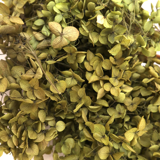 Annabelle Hydrangea 100g Olive Green