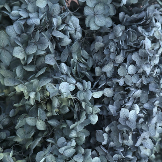 Annabelle Hydrangea 100g Steel Grey