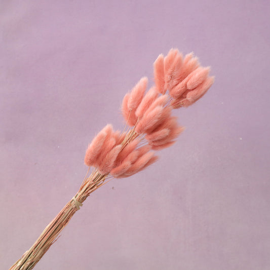 Bunny Tails Salmon Pink