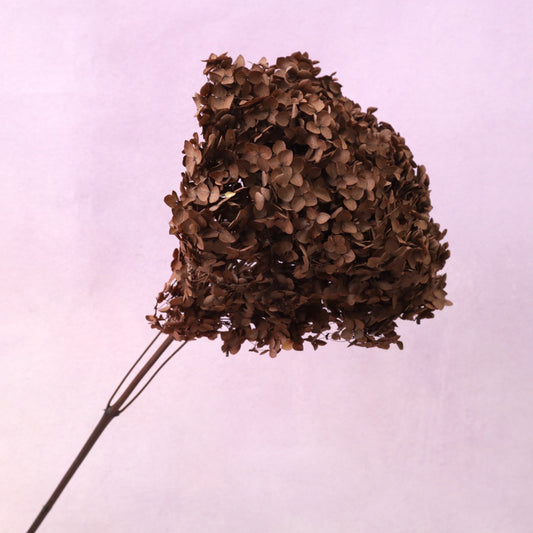 Annabelle Hydrangea Dark Chocolate
