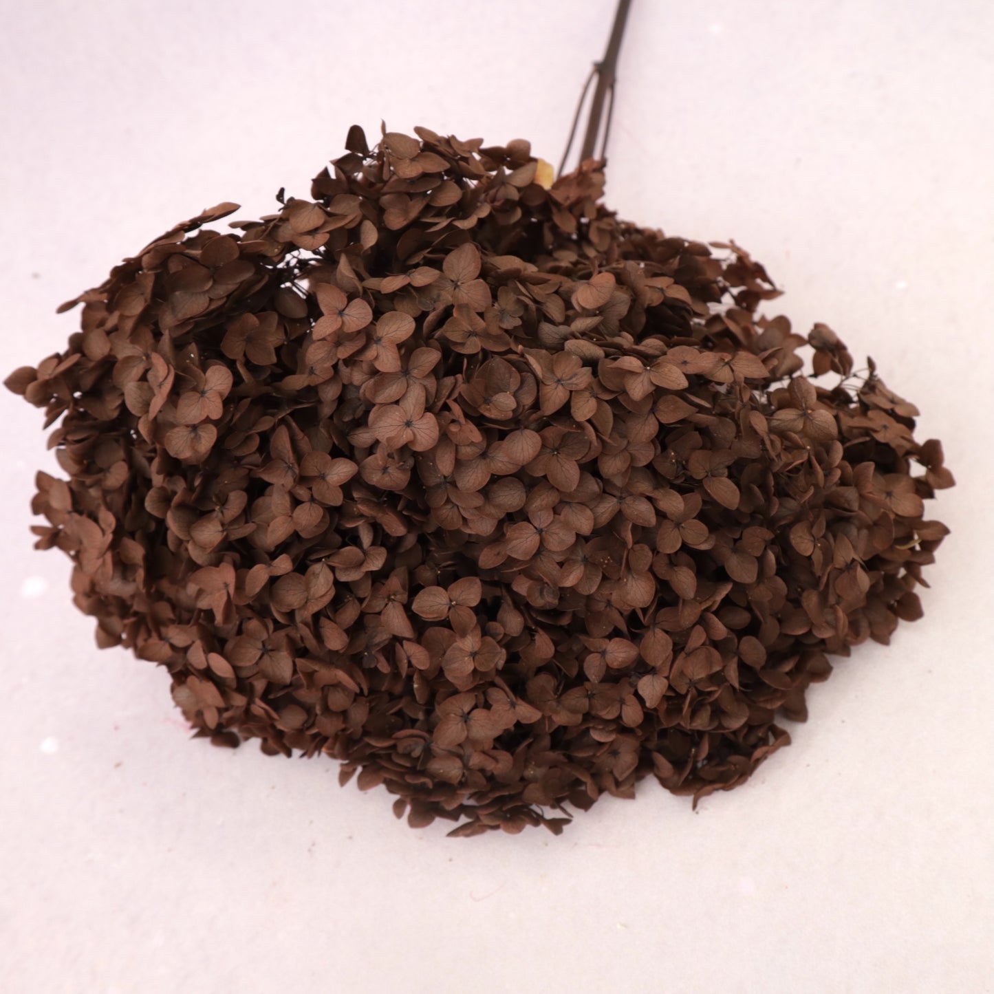 Annabelle Hydrangea Dark Chocolate