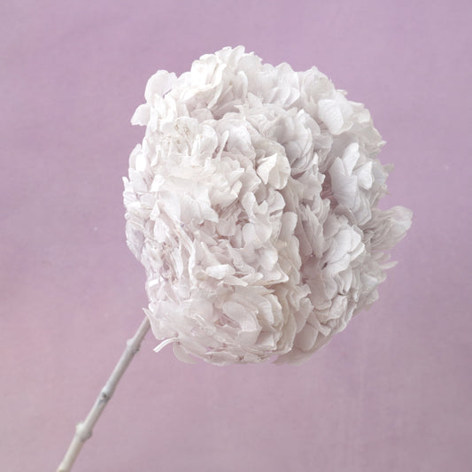 Hydrangea Bigleaf Pastel Ice Blue (clearence)