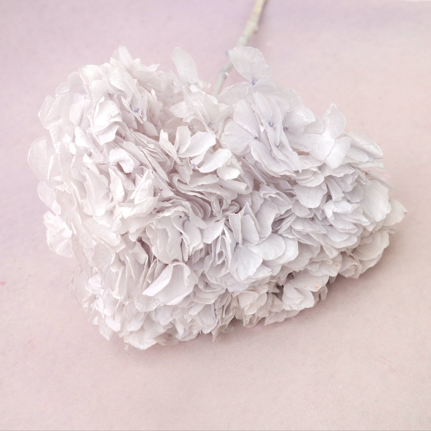 Hydrangea Bigleaf Pastel Ice Blue (clearence)
