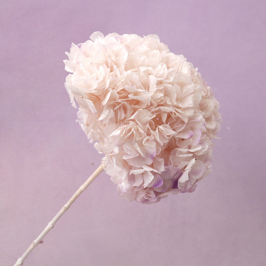 Hydrangea Bigleaf Gradient Pastel Pink (clearance)