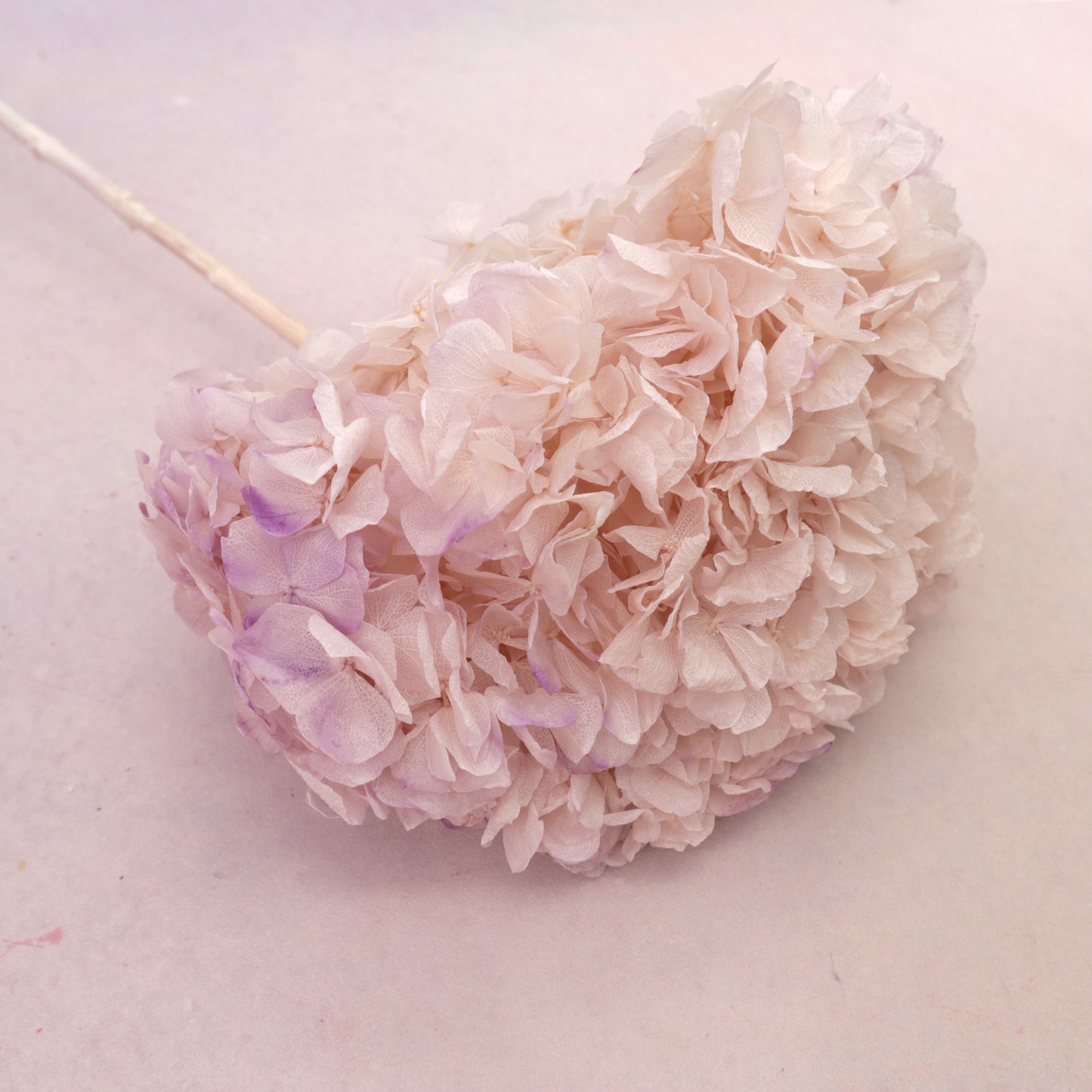 Hydrangea Bigleaf Gradient Pastel Pink (clearance)