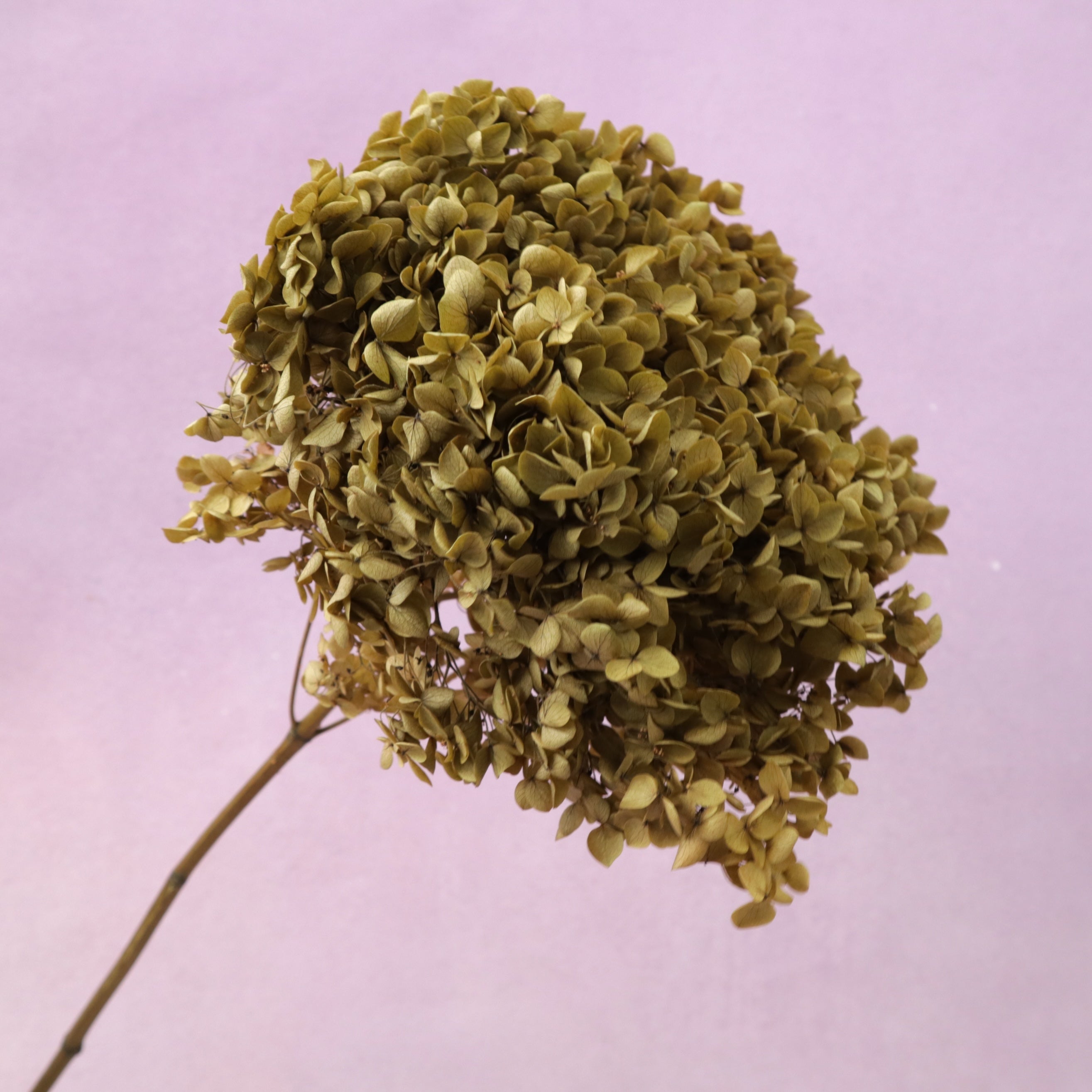 Annabelle Hydrangea Khaki Green