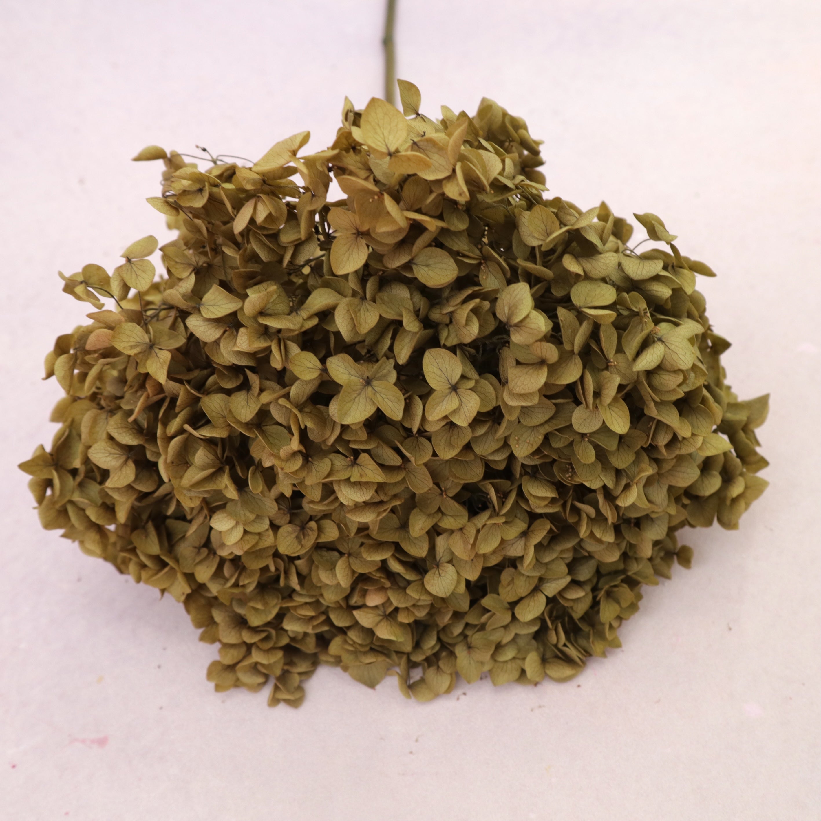 Annabelle Hydrangea Khaki Green