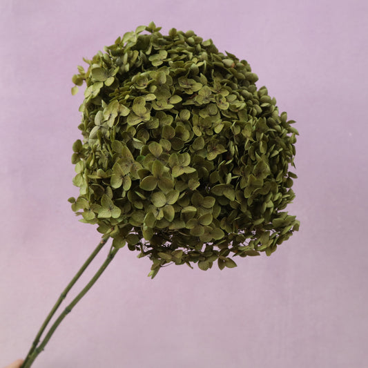 Annabelle Hydrangea Olive Green
