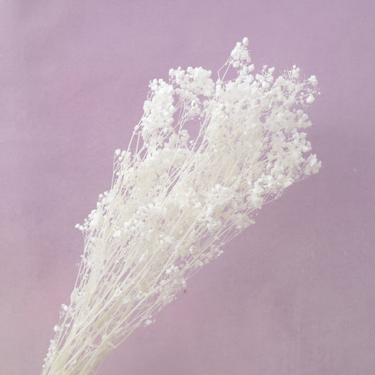 Baby’s Breath Bleached Pure White