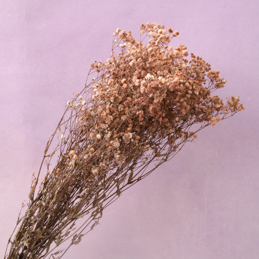 Baby‘s Breath Caramel