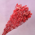 Baby's Breath Red