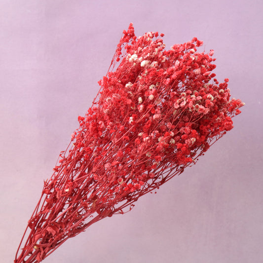 Baby's Breath Red