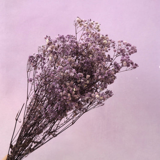 Baby's Breath Lavender Purple