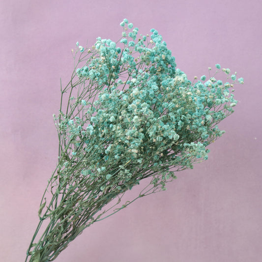 Baby's Breath Turquoise
