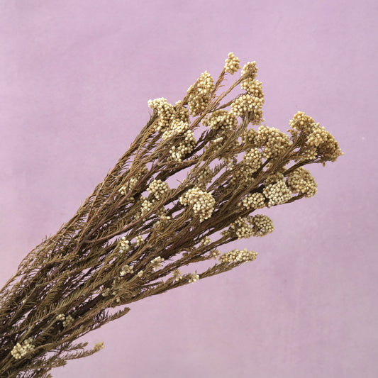 Rice Flower Khaki