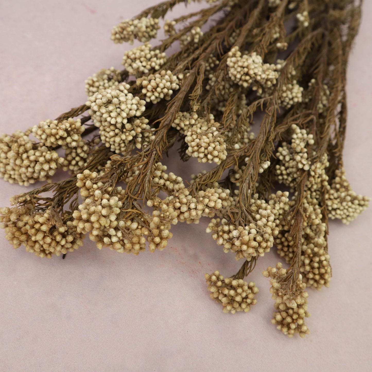 Rice Flower Khaki