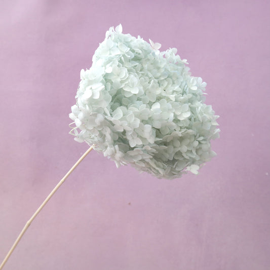 Annabelle Hydrangea Mint