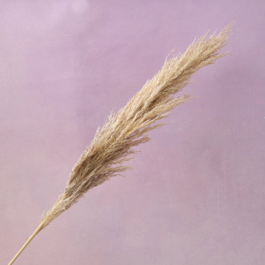 Male Pampas Grass Natural