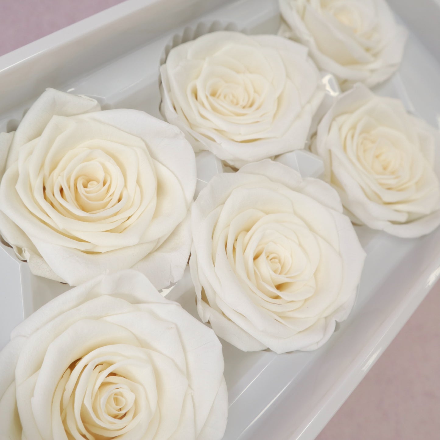 Rose Creamy White 6 heads