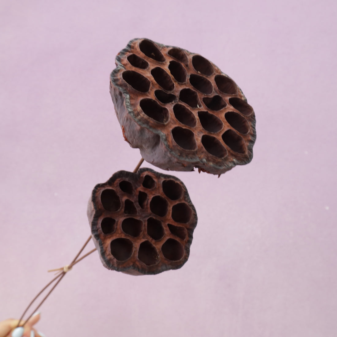 Lotus Pod Large Natural – Floral Forest Wholesale