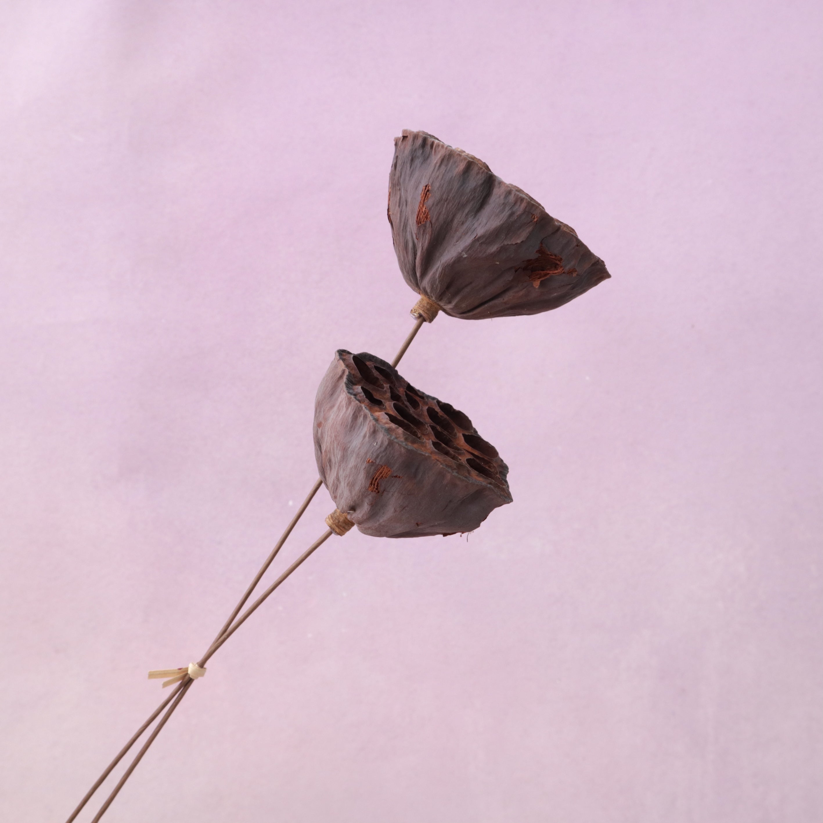 Lotus Pod Large Natural