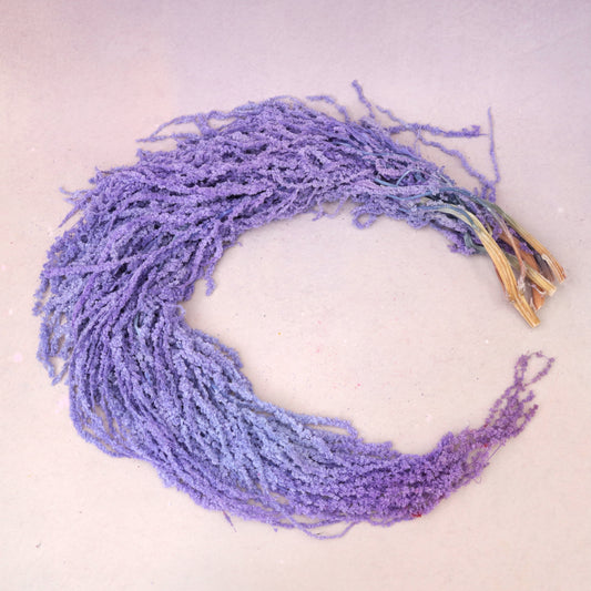 Amaranthus Purple