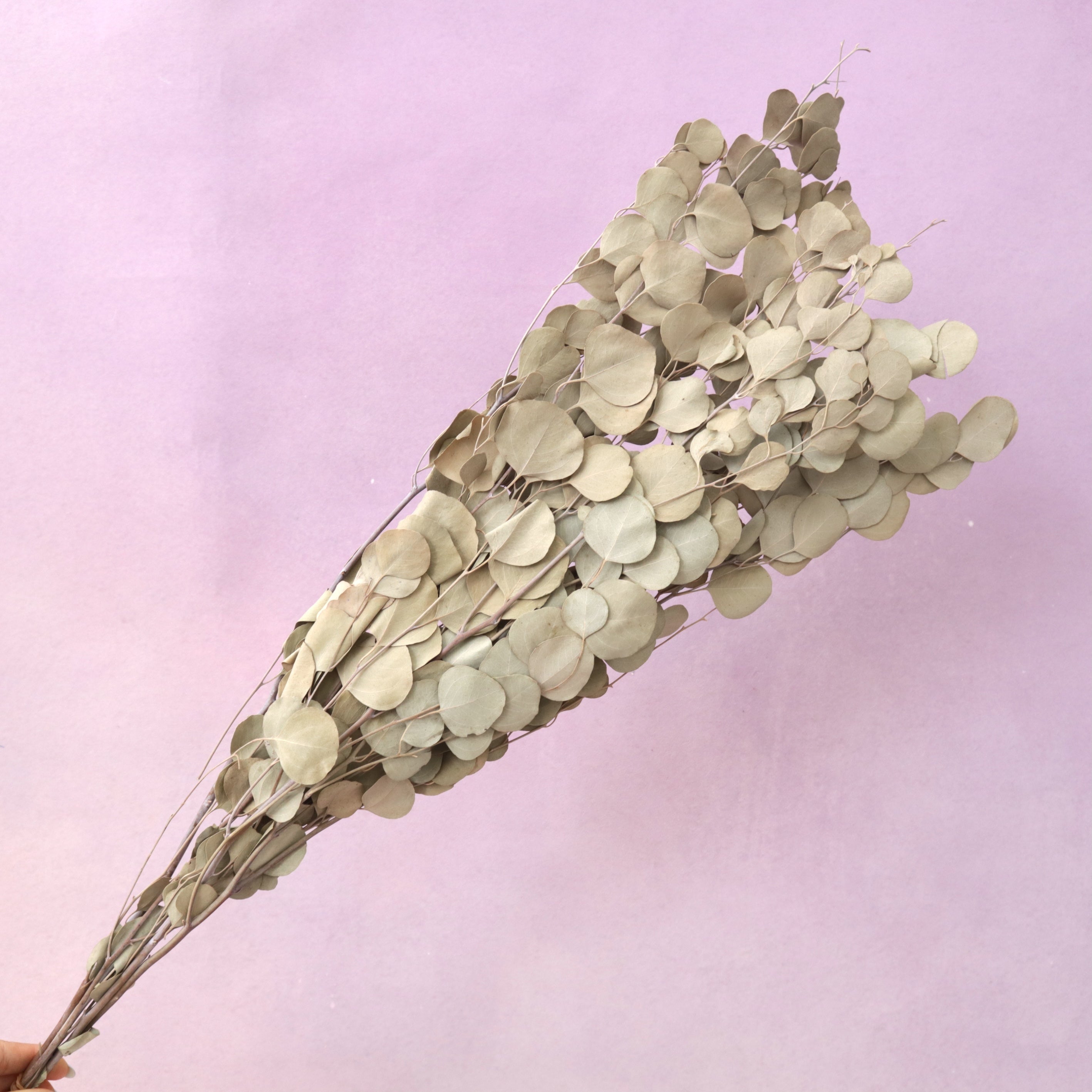 Poly Gum Natural Dried – Floral Forest Wholesale