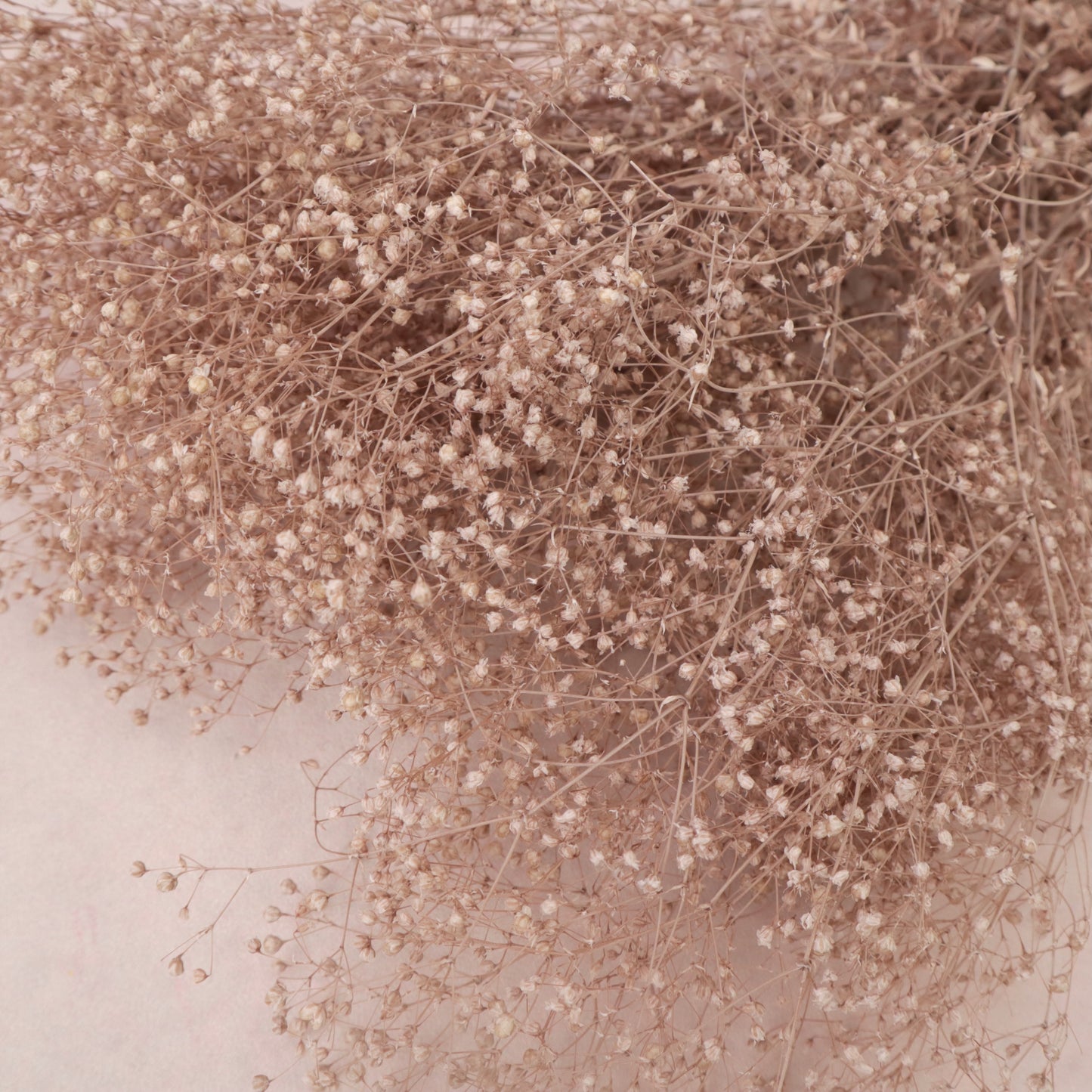 Snowy Baby's Breath Nude