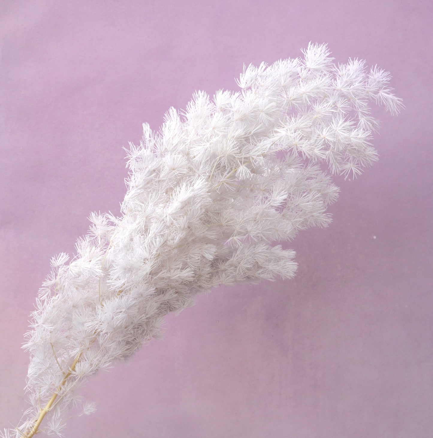 Ming Fern Pearl Grey