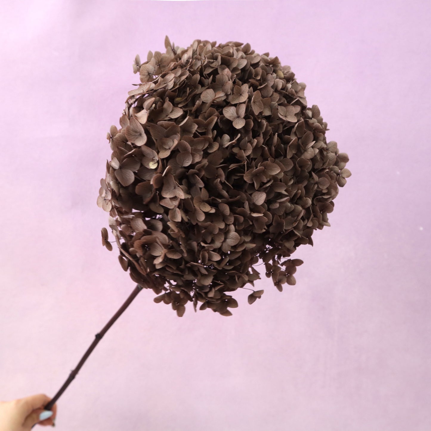 Annabelle Hydrangea Dark Brown