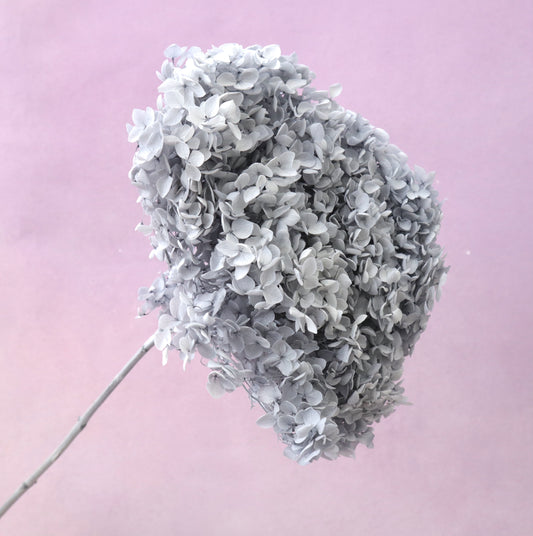 Annabelle Hydrangea Grey