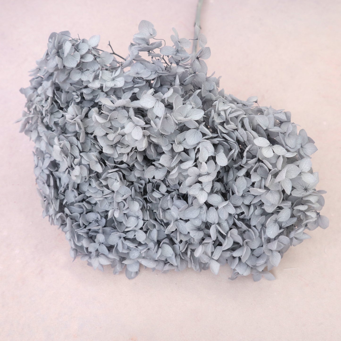 Annabelle Hydrangea Grey