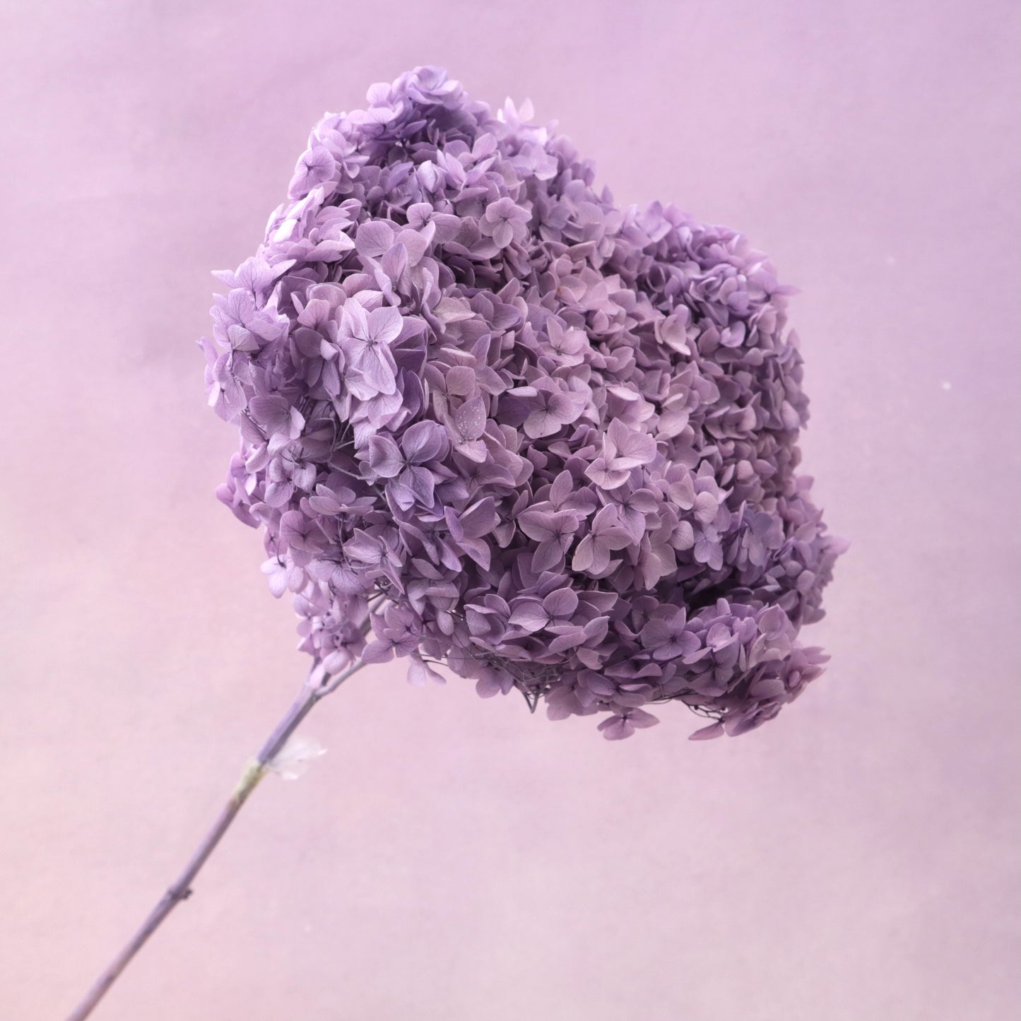 Annabelle Hydrangea Amethyst