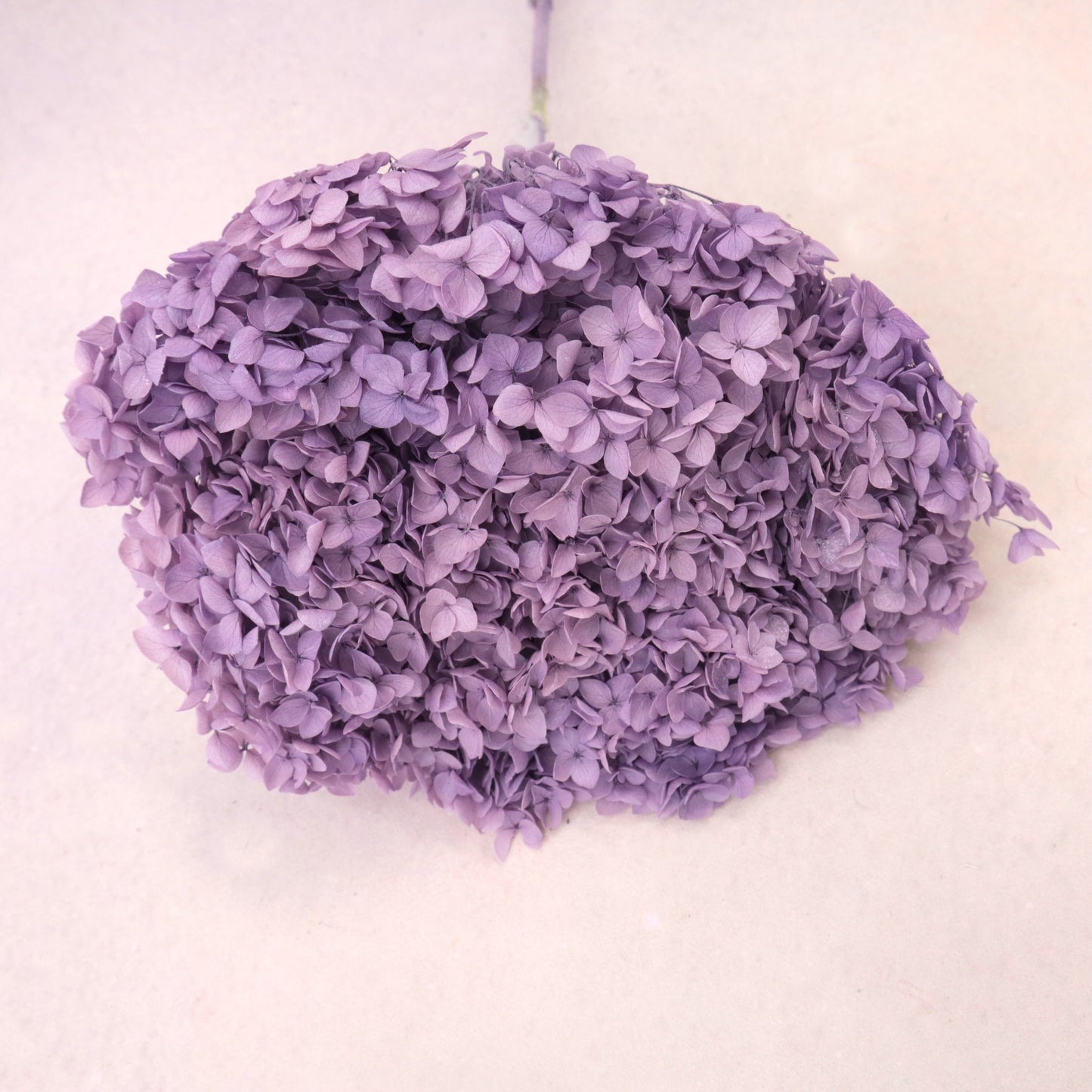 Annabelle Hydrangea Amethyst