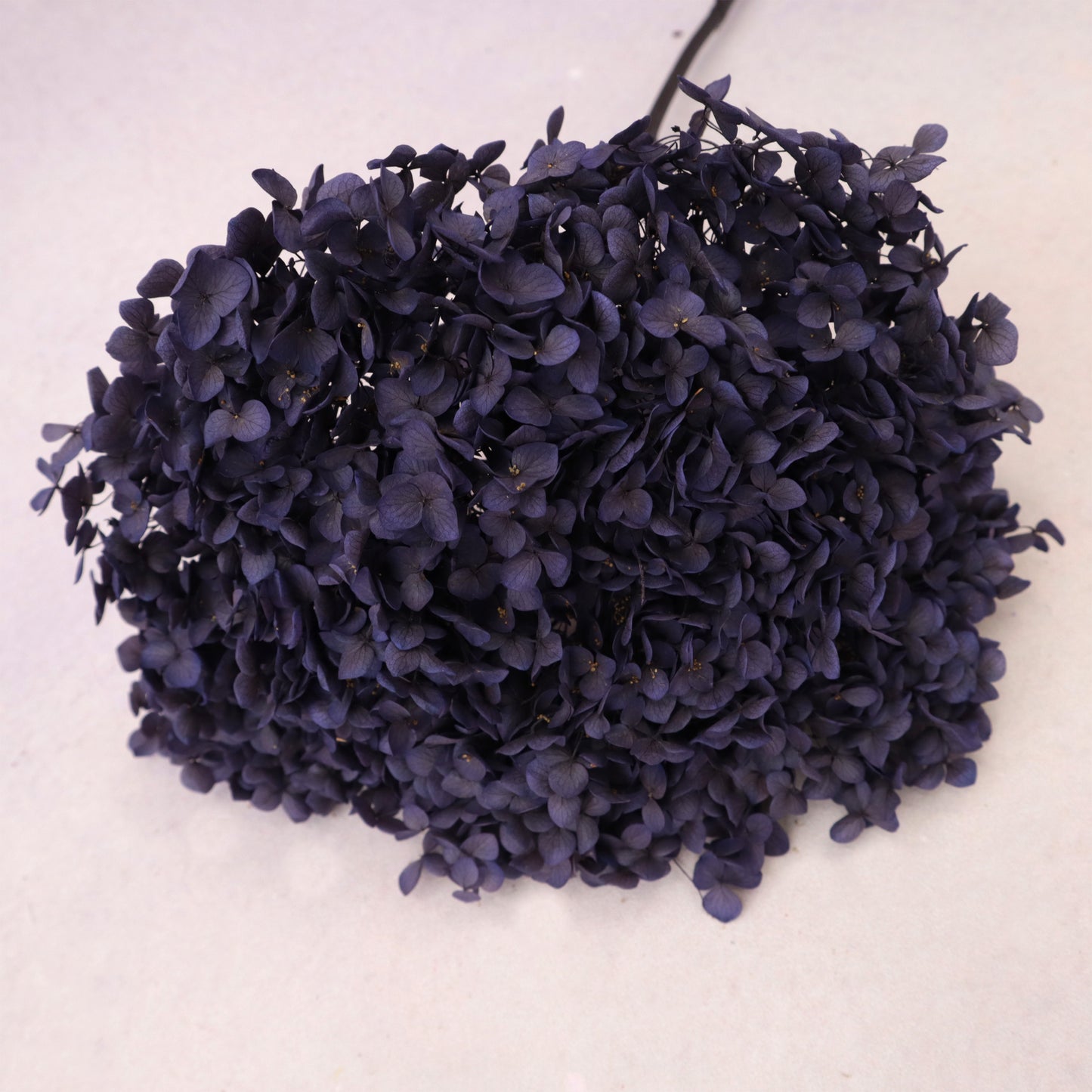 Annabelle Hydrangea Royal Purple