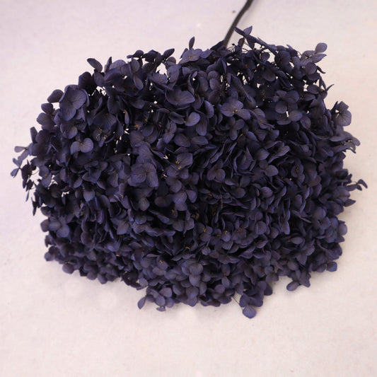 Annabelle Hydrangea Royal Purple