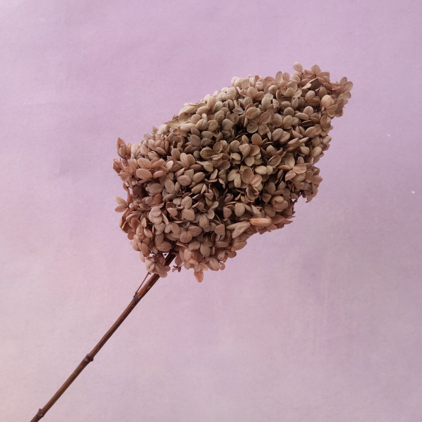 Paniculata Hydrangea Taupe Brown