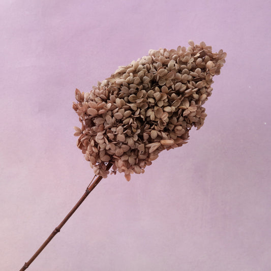 Paniculata Hydrangea Taupe Brown