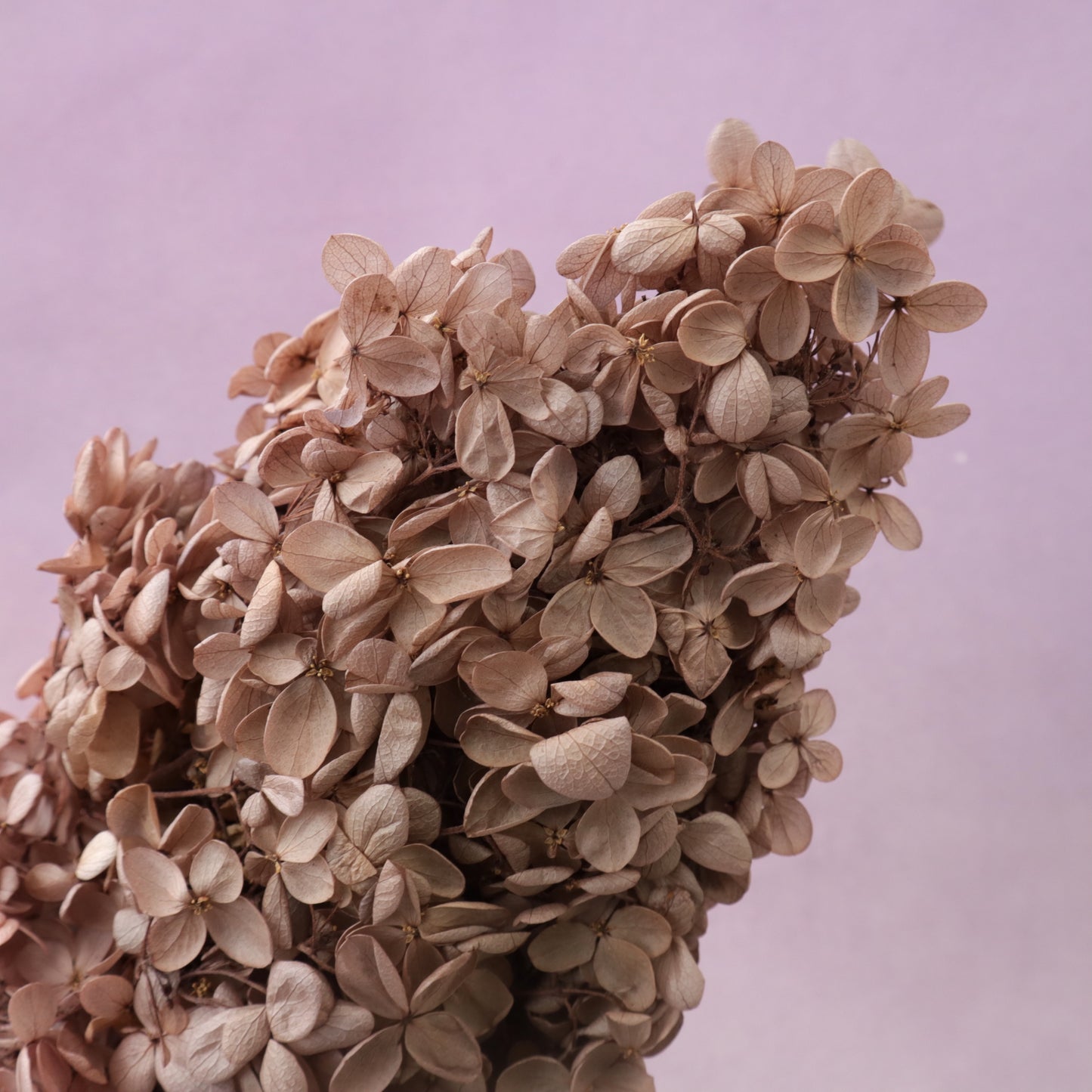 Paniculata Hydrangea Taupe Brown