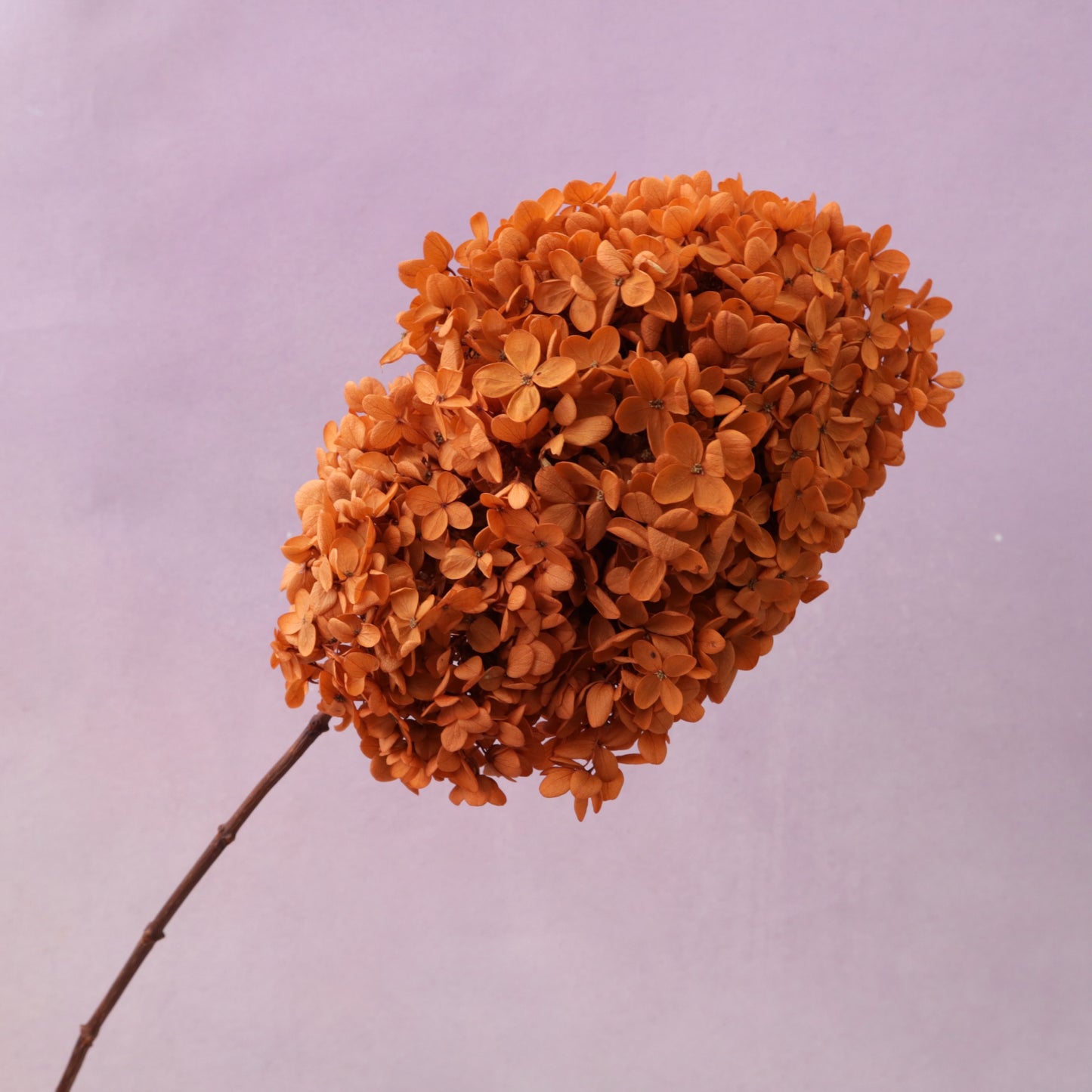 Paniculata Hydrangea Ginger