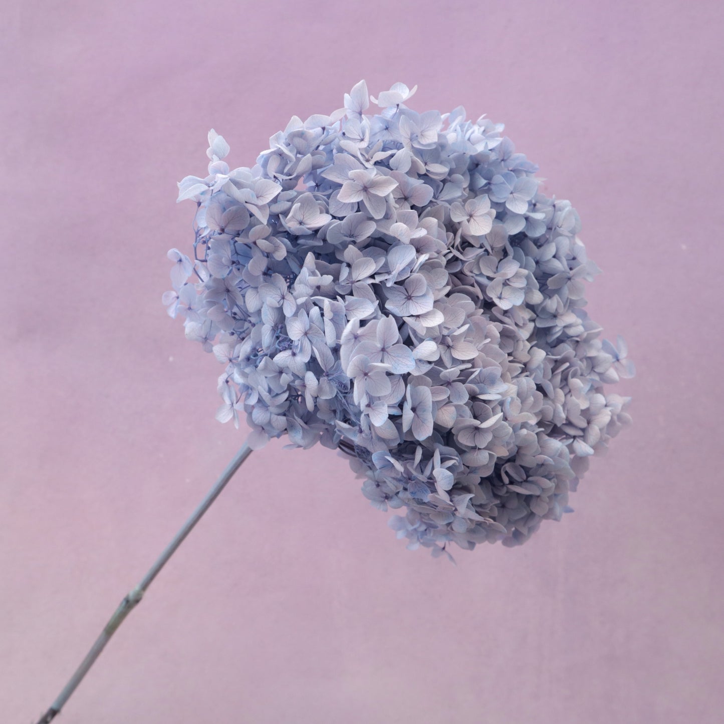 Annabelle Hydrangea Dusty Periwinkle