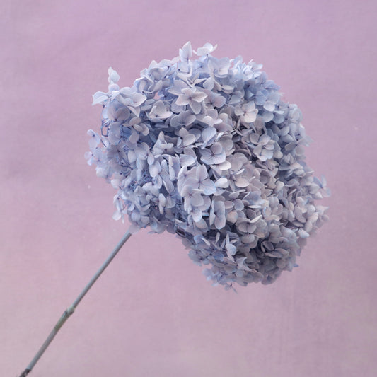 Annabelle Hydrangea Dusty Periwinkle
