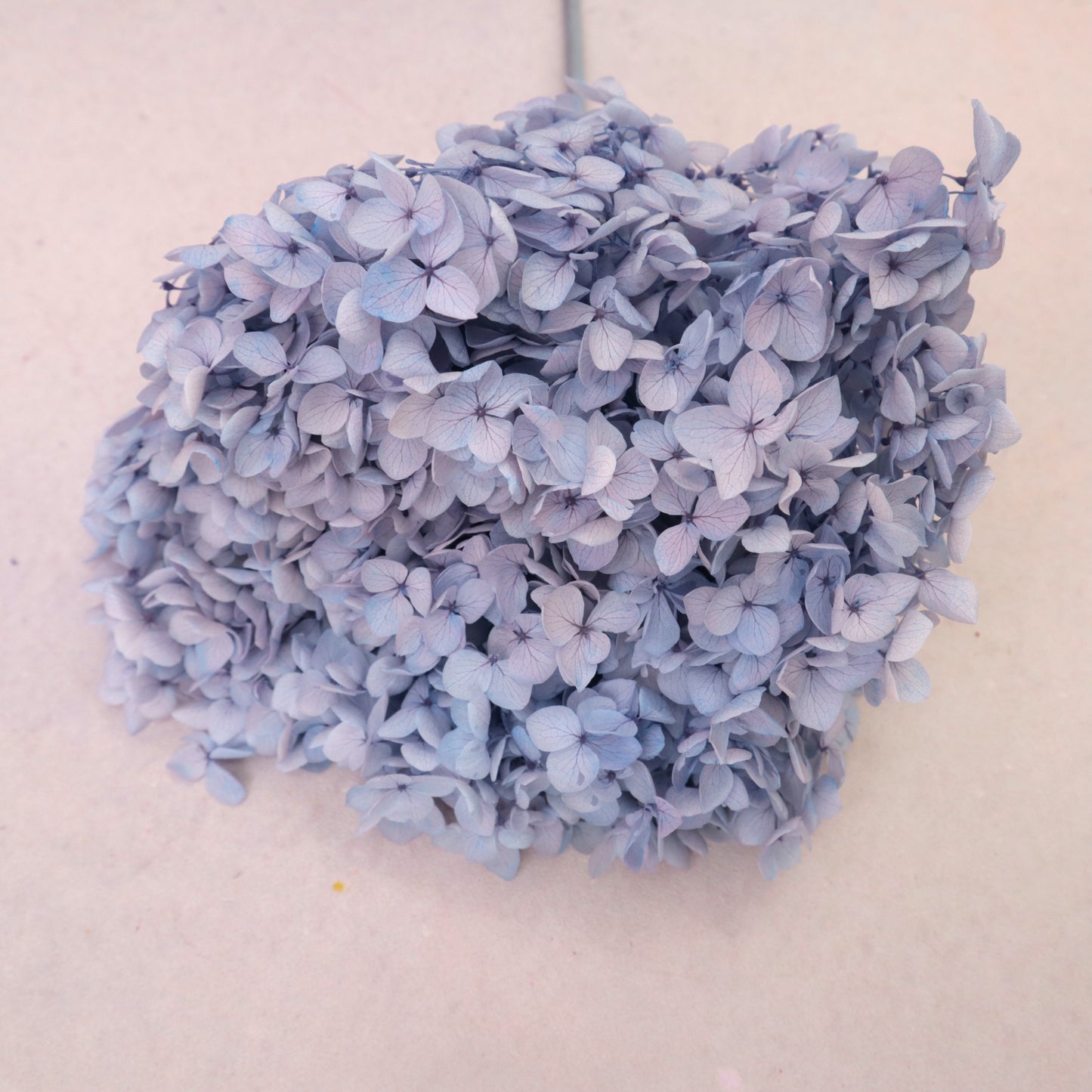 Annabelle Hydrangea Dusty Periwinkle