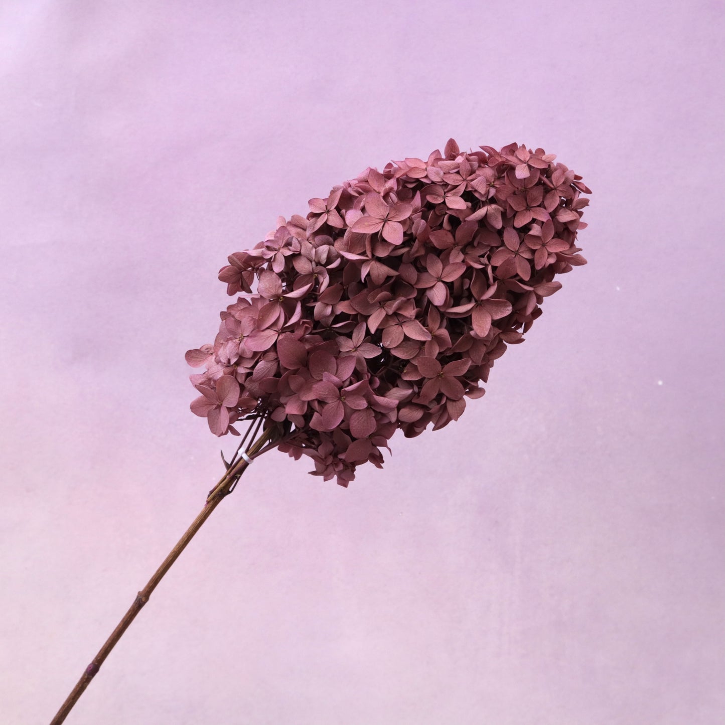 Paniculata Hydrangea Raspberry