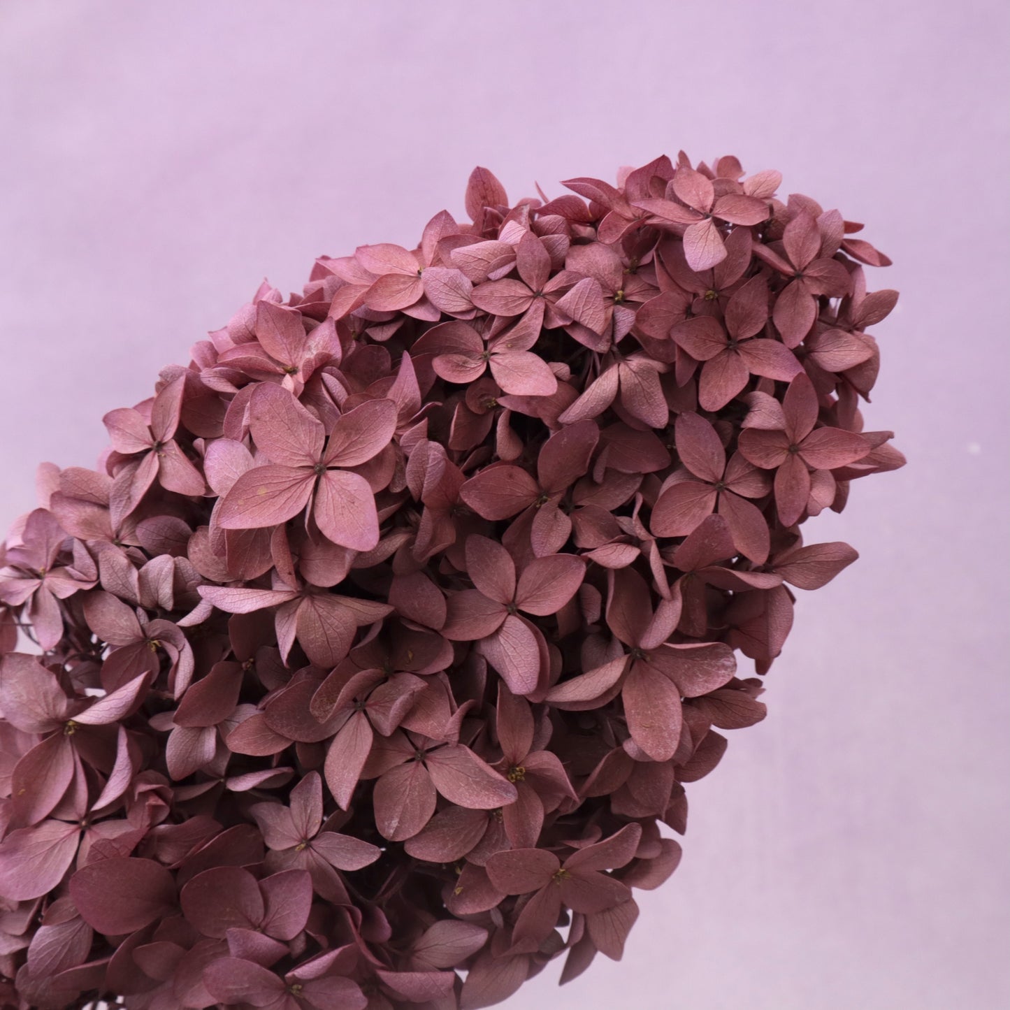 Paniculata Hydrangea Raspberry